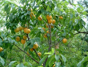 院子里种杏树风水好吗